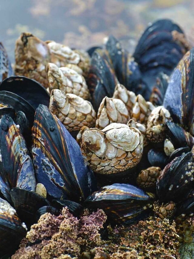 Researchers spotted mussels near an old wastewater plant that could damage the food chain.